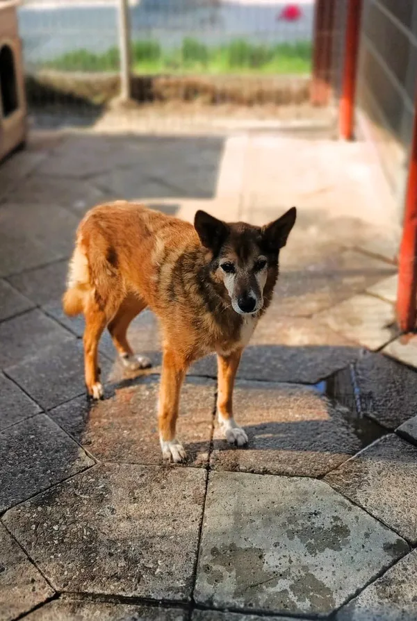 Oddam psa, Olsztyn, Dajtki, 25 października 2025 (4/5)