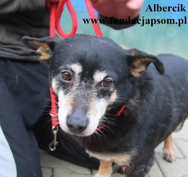 Pies do adopcji, Nowy Dwór Mazowiecki, 25 października 2025 (1/4)