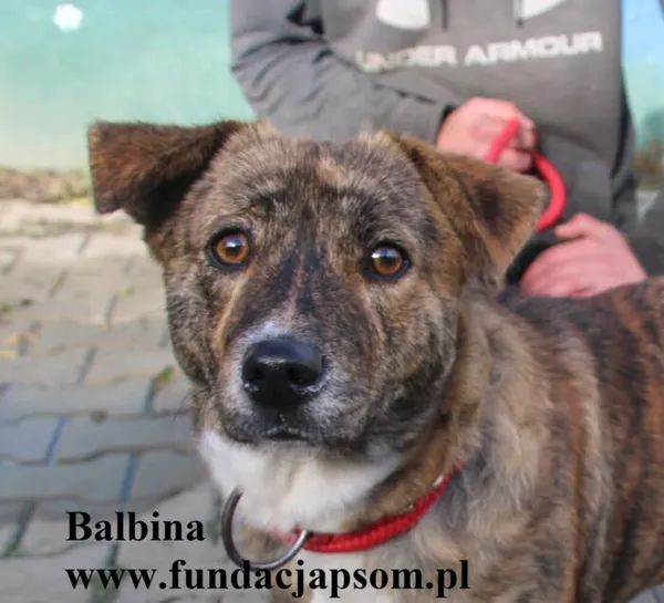 Pies do adopcji, Nowy Dwór Mazowiecki, 25 października 2025 (1/5)