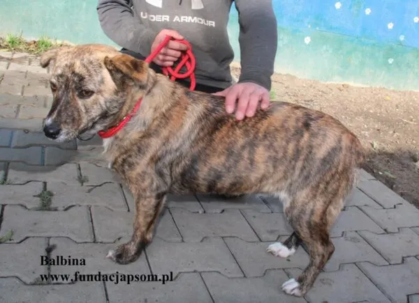Pies do adopcji, Nowy Dwór Mazowiecki, 25 października 2025 (4/5)