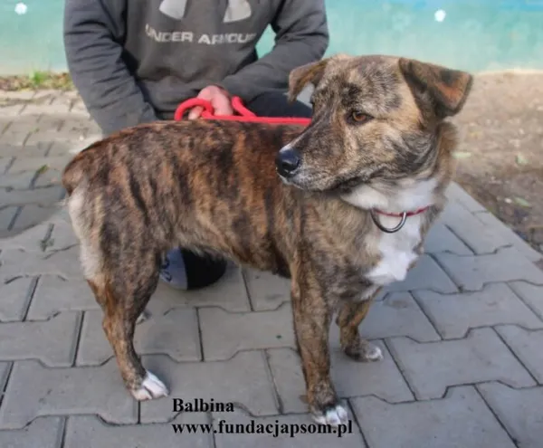 Pies do adopcji, Nowy Dwór Mazowiecki, 25 października 2025 (5/5)