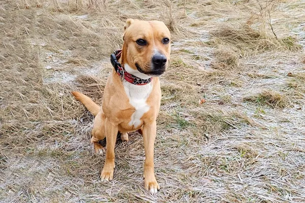 Znaleziono psa, Wałbrzych, 21 października 2025