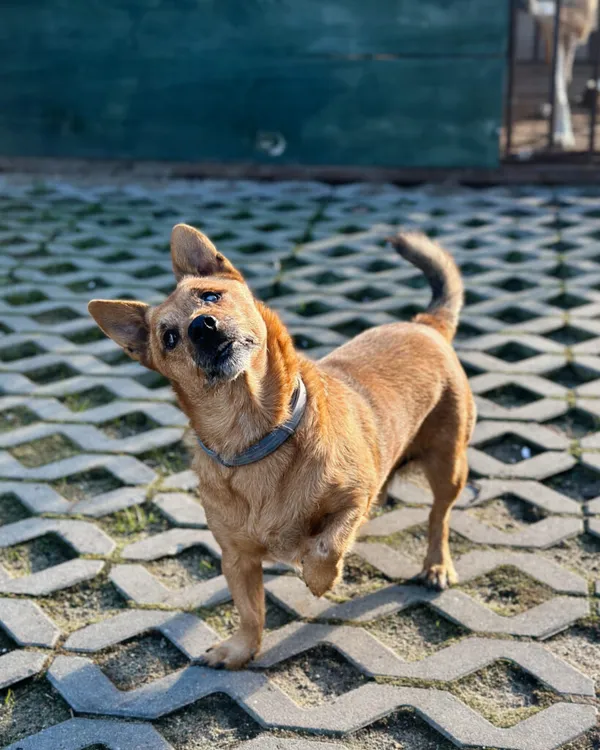 Pies do adopcji, Korabiewice, 26 października 2025 (1/5)