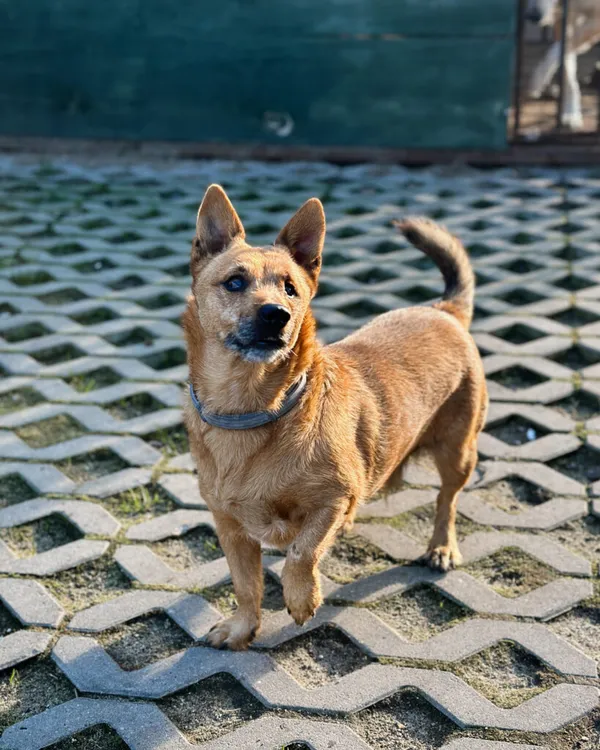 Pies do adopcji, Korabiewice, 26 października 2025 (2/5)