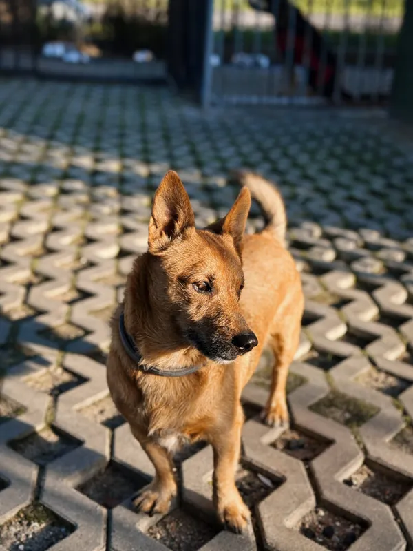 Pies do adopcji, Korabiewice, 26 października 2025 (3/5)