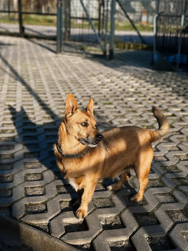 Pies do adopcji, Korabiewice, 26 października 2025 (4/5)