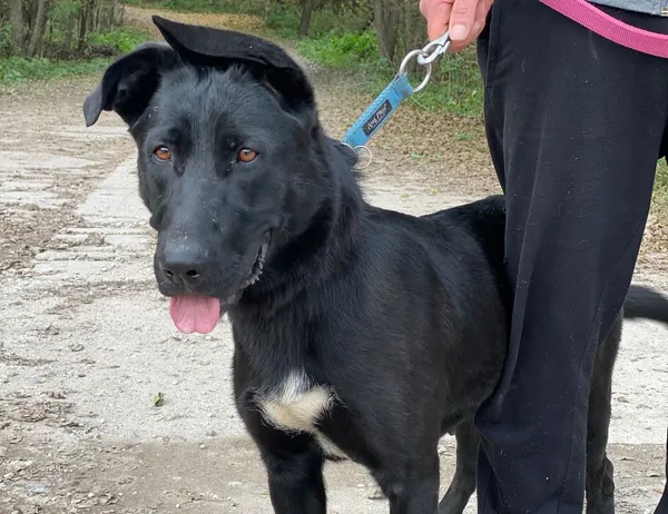 Pies do adopcji, Głowno, 26 października 2025 (1/4)