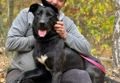 Pies do adopcji, Głowno, 26 października 2025 (2/4)