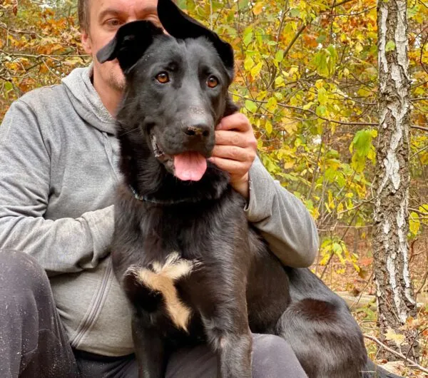 Pies do adopcji, Głowno, 26 października 2025 (3/4)