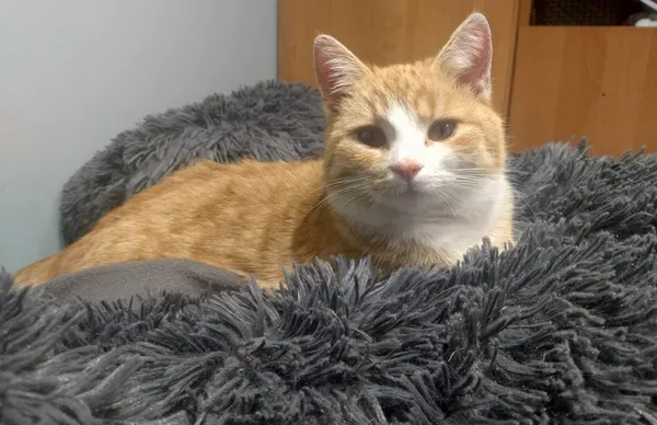 Zaginął kot, Gutowo, 27 października 2025 (1/2)