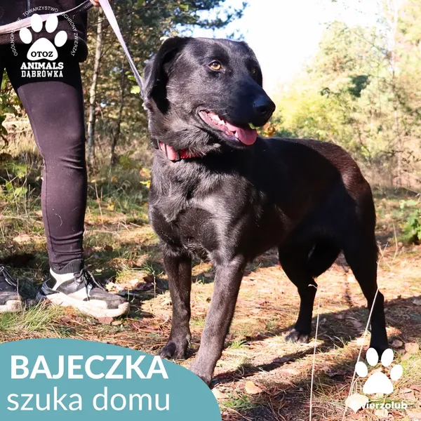 Pies do adopcji, Dąbrówka, 25 października 2025 (2/4)