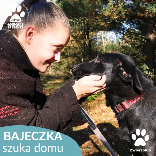 Pies do adopcji, Dąbrówka, 25 października 2025 (3/4)