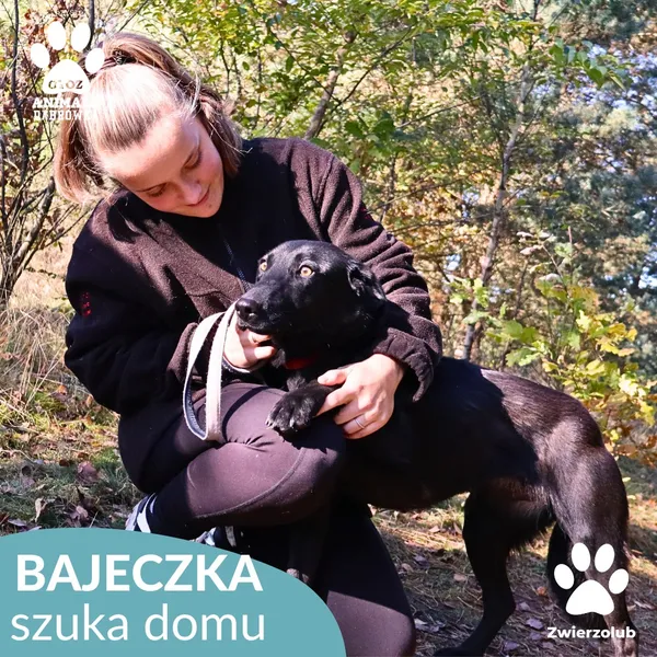 Pies do adopcji, Dąbrówka, 25 października 2025 (4/4)