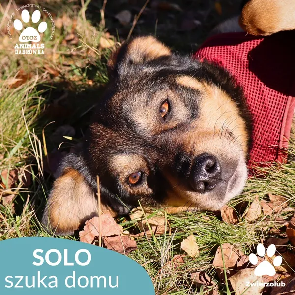 Pies do adopcji, Dąbrówka, 25 października 2025 (1/4)