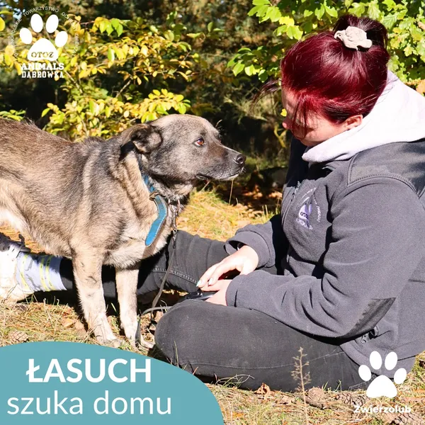 Pies do adopcji, Dąbrówka, 25 października 2025 (1/4)