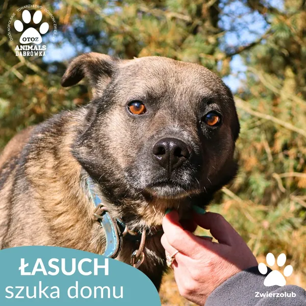 Pies do adopcji, Dąbrówka, 25 października 2025 (2/4)