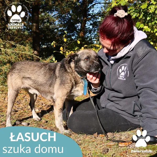 Pies do adopcji, Dąbrówka, 25 października 2025 (3/4)