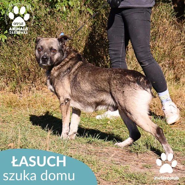 Pies do adopcji, Dąbrówka, 25 października 2025 (4/4)