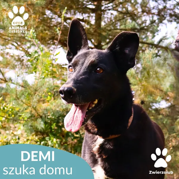 Pies do adopcji, Dąbrówka, 25 października 2025 (1/4)