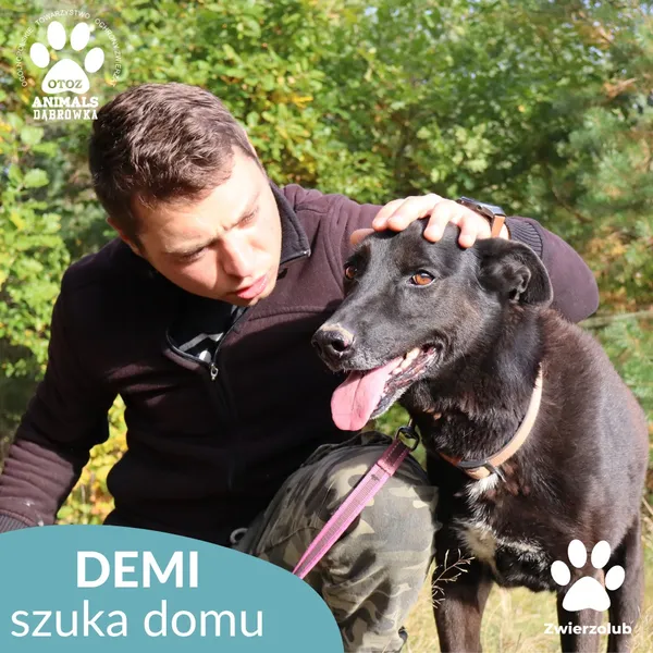 Pies do adopcji, Dąbrówka, 25 października 2025 (3/4)