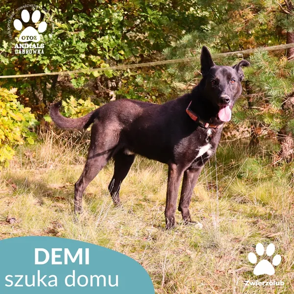 Pies do adopcji, Dąbrówka, 25 października 2025 (4/4)