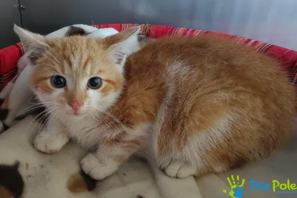 Znaleziono kota, Racławice, 22 października 2025 (1/4)