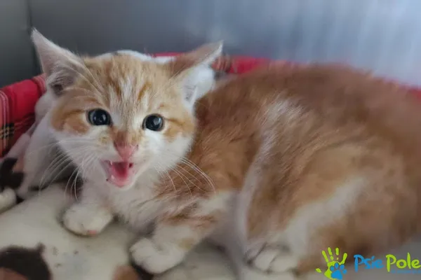 Znaleziono kota, Racławice, 22 października 2025 (2/4)