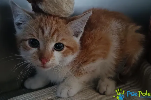 Znaleziono kota, Racławice, 22 października 2025 (4/4)