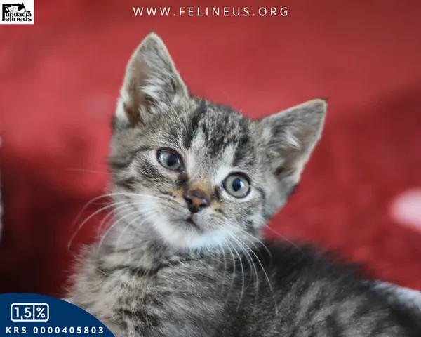 Kot do adopcji, Chmielnik, 27 października 2025 (2/4)