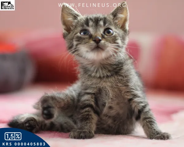 Kot do adopcji, Chmielnik, 27 października 2025 (3/4)