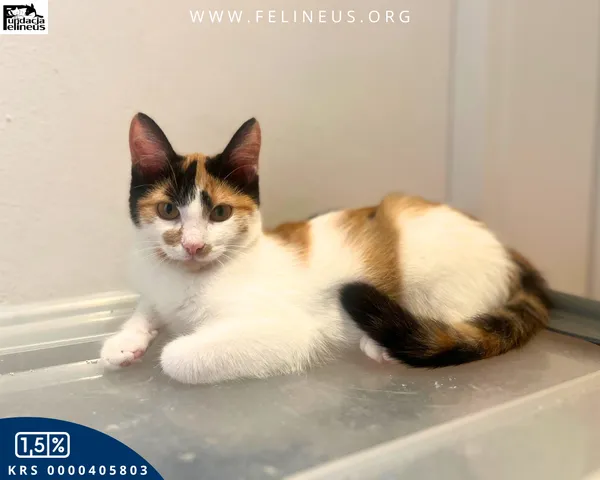 Kot do adopcji, Rzeszów, 27 października 2025 (2/4)