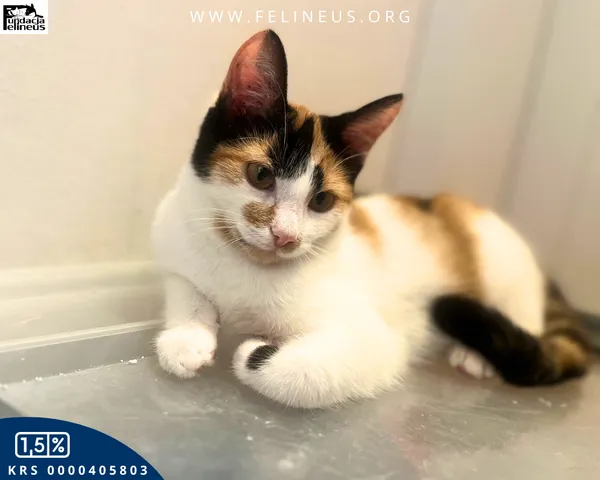 Kot do adopcji, Rzeszów, 27 października 2025 (4/4)