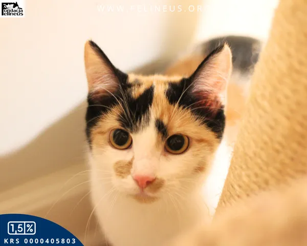 Kot do adopcji, Rzeszów, 27 października 2025 (5/5)