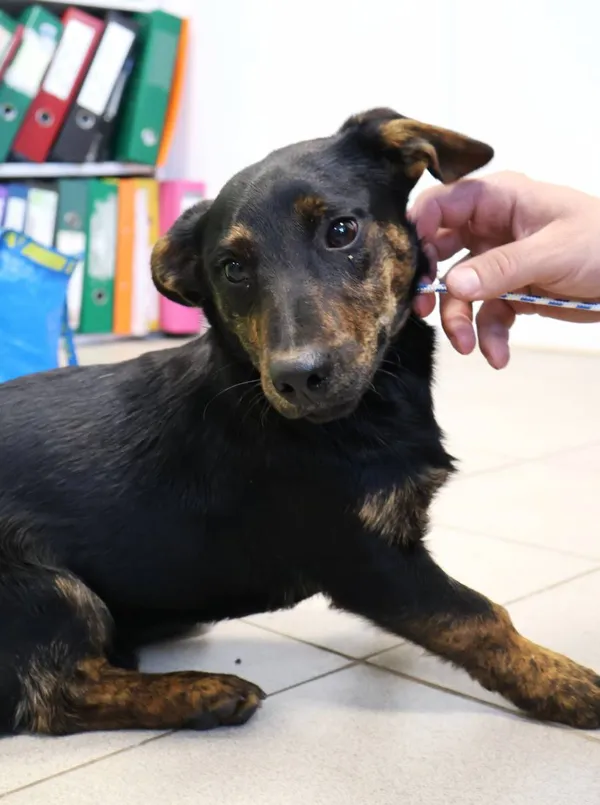 Znaleziono psa, Łódź, 25 października 2025 (2/4)