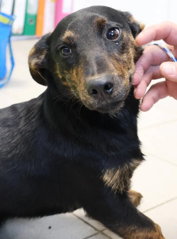 Znaleziono psa, Łódź, 25 października 2025 (3/4)