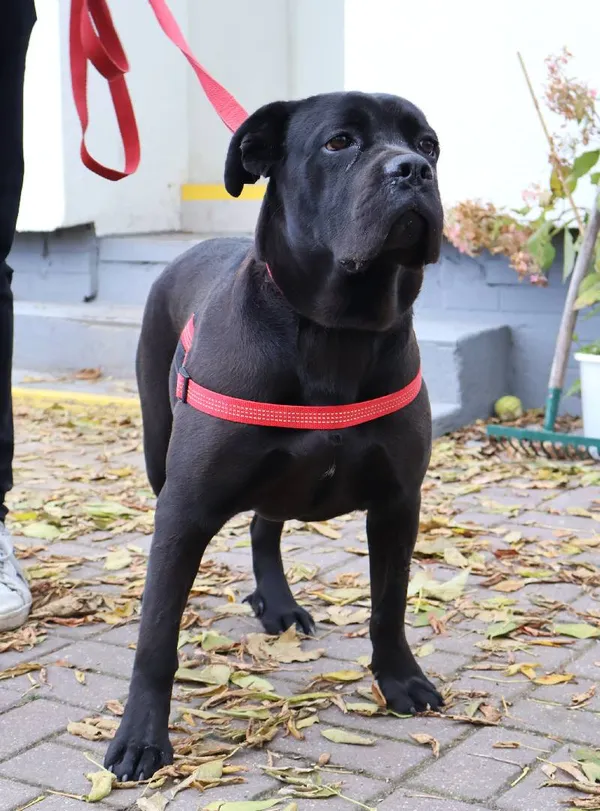 Znaleziono psa, Łódź, 25 października 2025 (1/3)