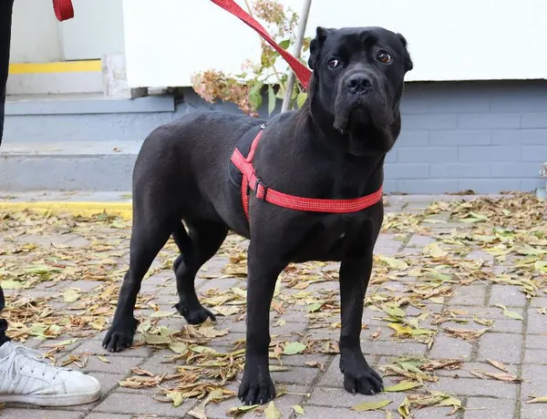 Znaleziono psa, Łódź, 25 października 2025 (3/3)