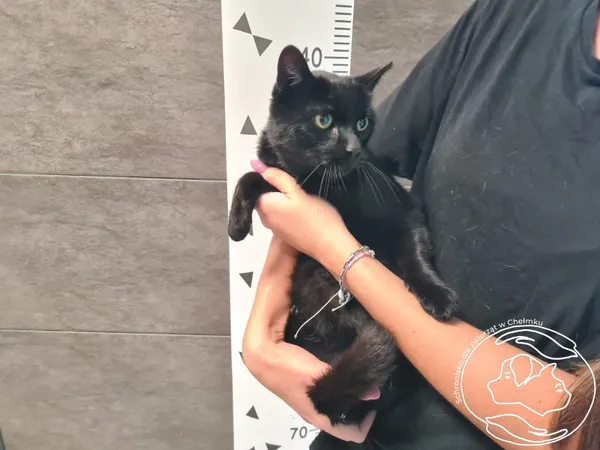 Kot do adopcji, Chełmek, 19 września 2025