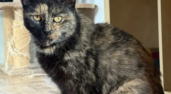 Kot do adopcji, Pieczyska, 26 października 2025 (1/4)