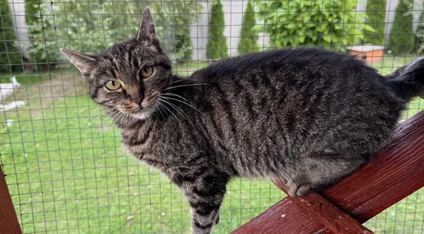 Kot do adopcji, Pieczyska, 26 października 2025 (1/4)