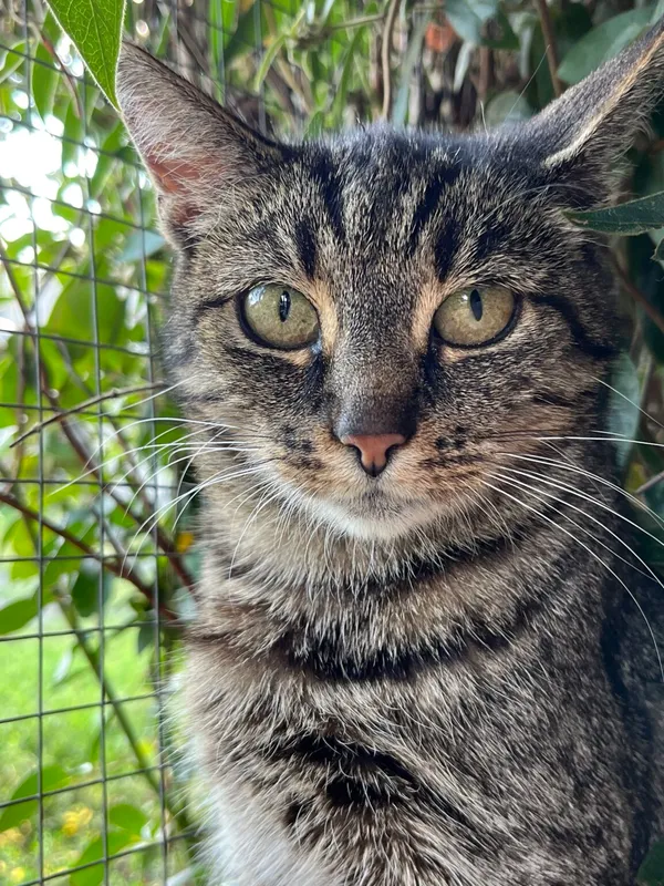 Kot do adopcji, Pieczyska, 26 października 2025 (2/4)