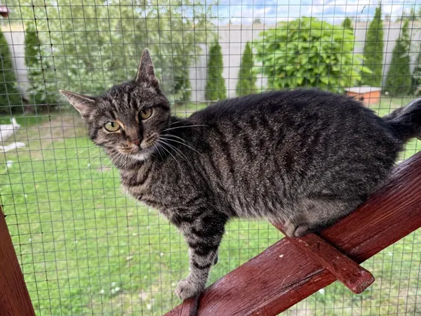 Kot do adopcji, Pieczyska, 26 października 2025 (4/4)