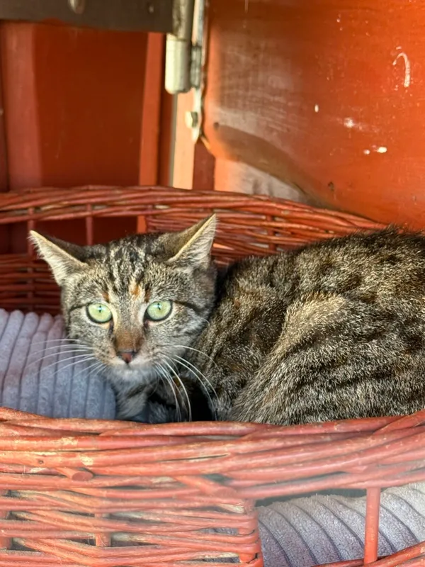 Kot do adopcji, Pieczyska, 26 października 2025 (2/4)