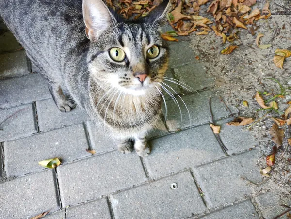 Zaginął kot, Gdańsk, Oliwa, 27 października 2025 (1/5)