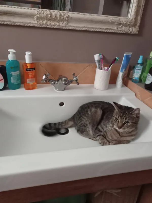 Zaginął kot, Gdańsk, Oliwa, 27 października 2025 (4/5)