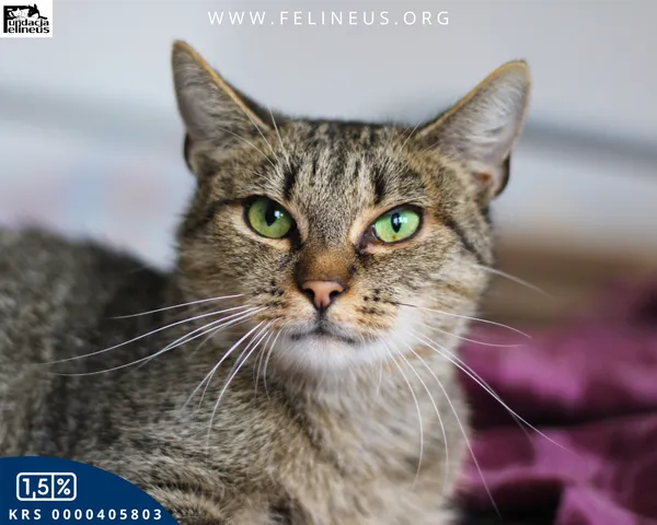 Kot do adopcji, Chmielnik, 27 października 2025 (2/6)