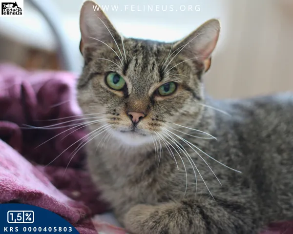 Kot do adopcji, Chmielnik, 27 października 2025 (6/6)