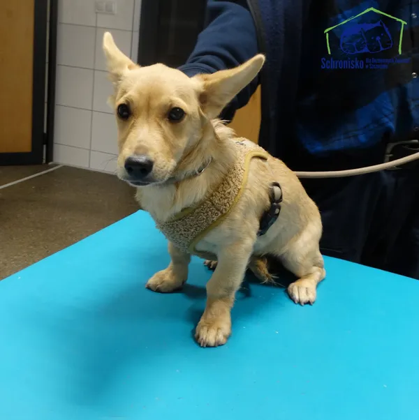 Znaleziono psa, Szczecin, 27 października 2025