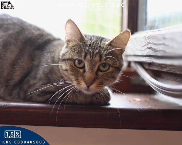 Kot do adopcji, Chmielnik, 27 października 2025 (3/4)