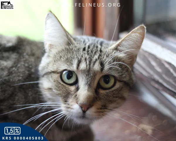 Kot do adopcji, Chmielnik, 27 października 2025 (4/4)